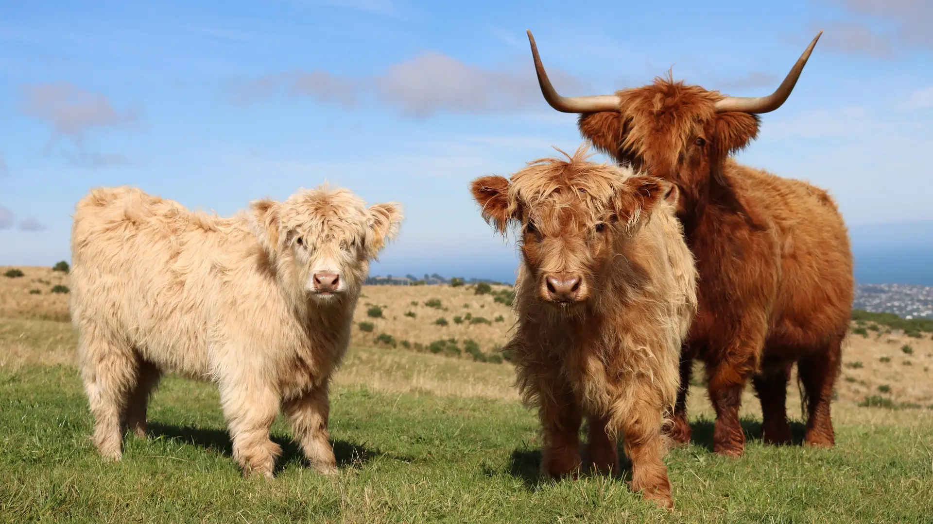New Zealand Highland Cattle Society – The public web site of the New ...