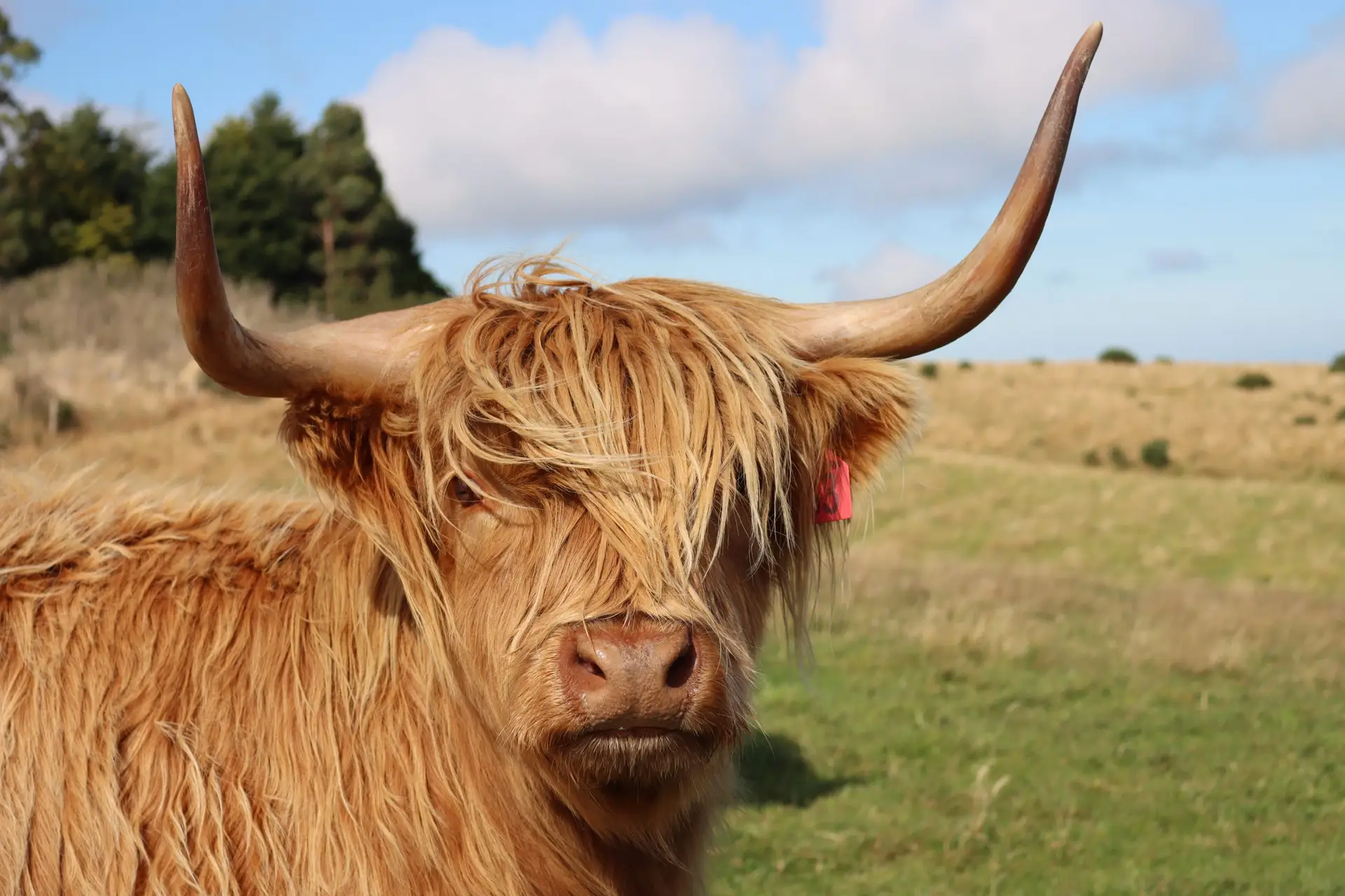 © New Zealand Highland Cattle Society